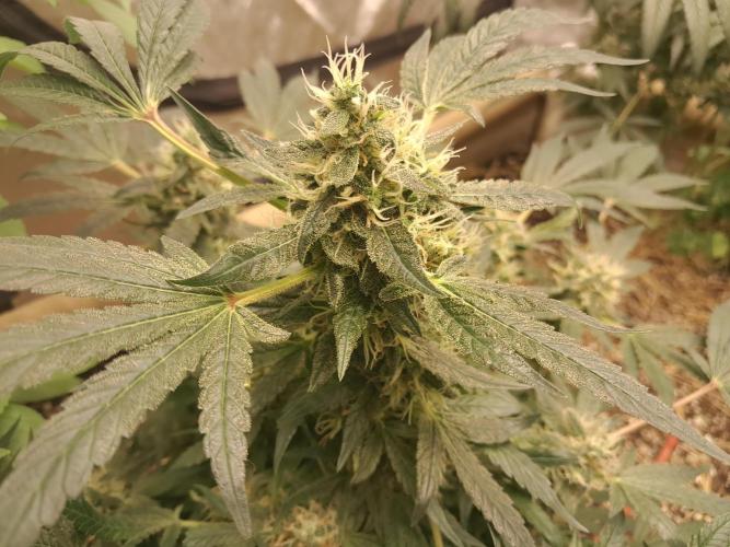 Csi seed run. Week 14