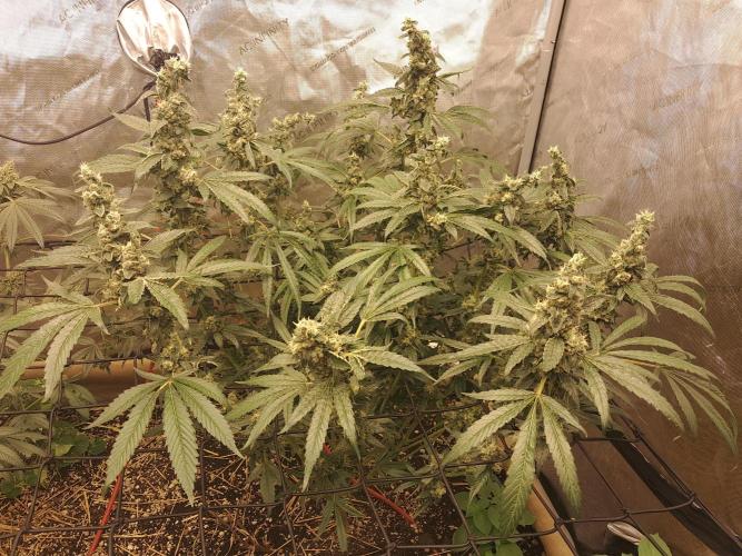 Csi seed run. Week 14 - Turbo Diesel 