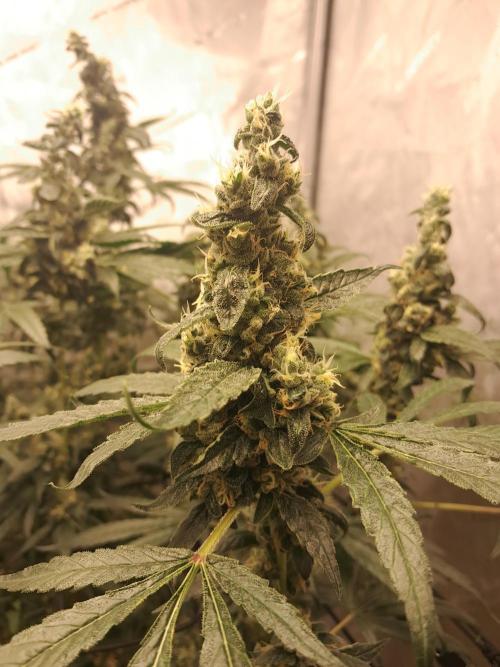 Csi seed run. Week 14