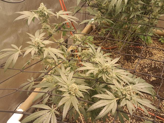 Csi seed run. Week 14 - Sister Wifey 