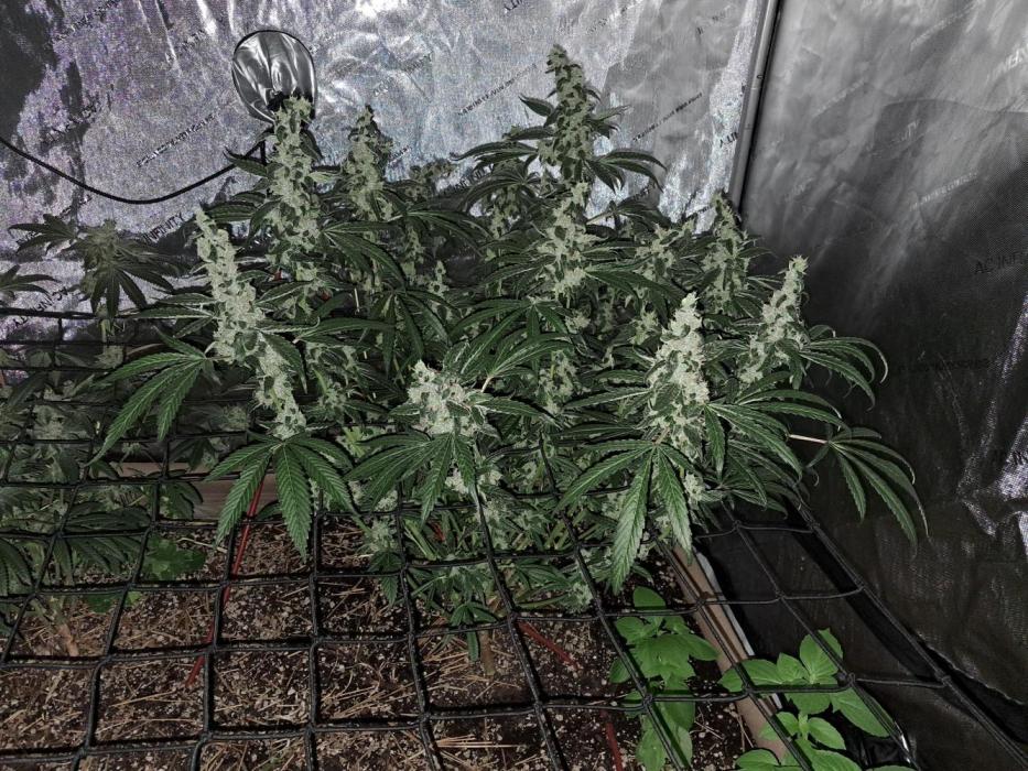 Csi seed run. Week 15