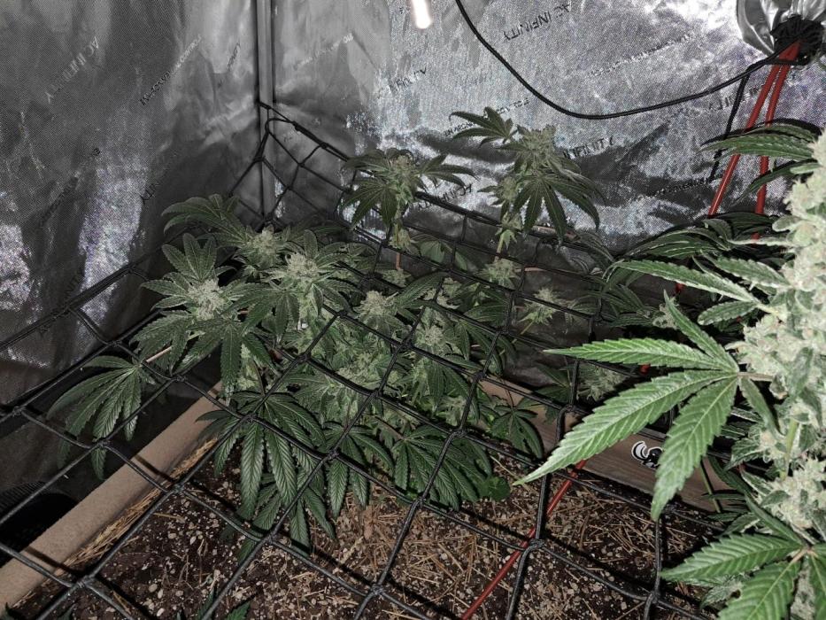 Csi seed run. Week 15