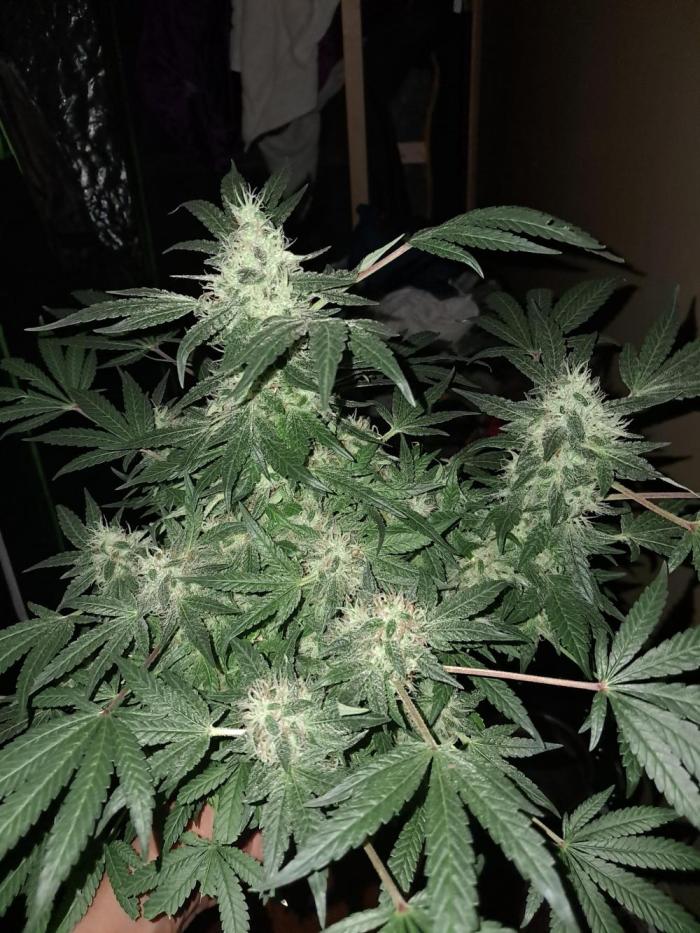 Csi seed run. Week 15 - Favorite smelling, savory 