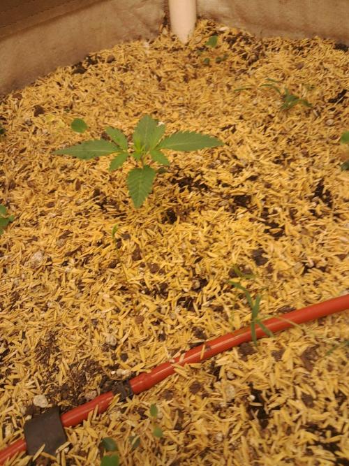 old school vibes. Week 1 - Pollen chuck