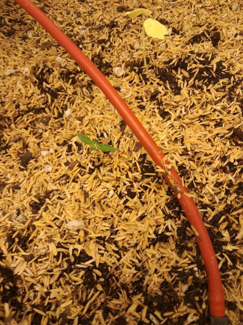 old school vibes. Week 1 - Metal haze x R&P thai