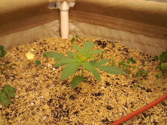 old school vibes. Week 2 - Pollen chuck