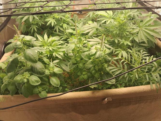 old school vibes. Week 6