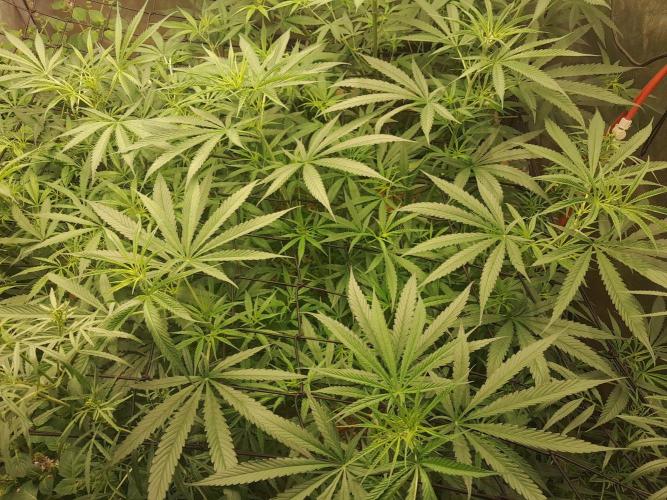 old school vibes. Week 8 - Metal haze x thai