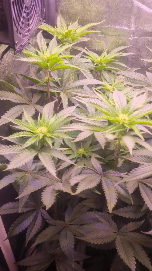 Kosher Kush - DNA Genetics : Holy Smokes in 40x40x160 - 1 Plant