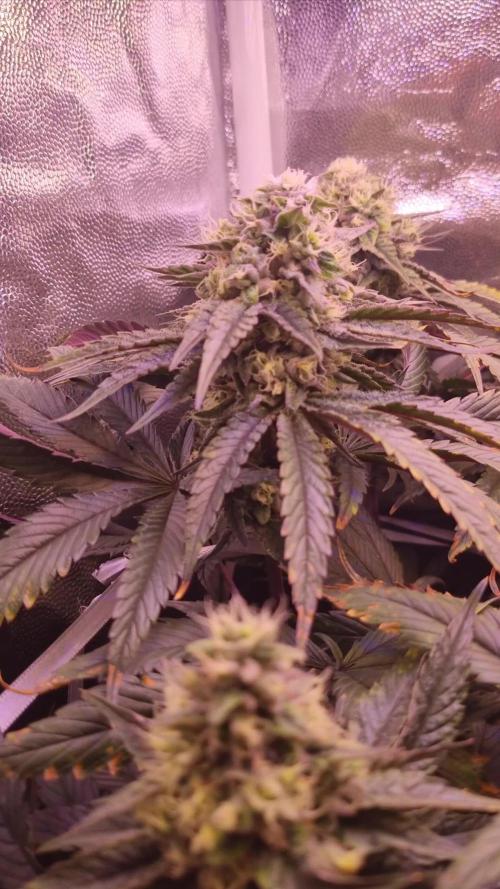 Kosher Kush - DNA Genetics : Holy Smokes in 40x40x160 - 1 Plant