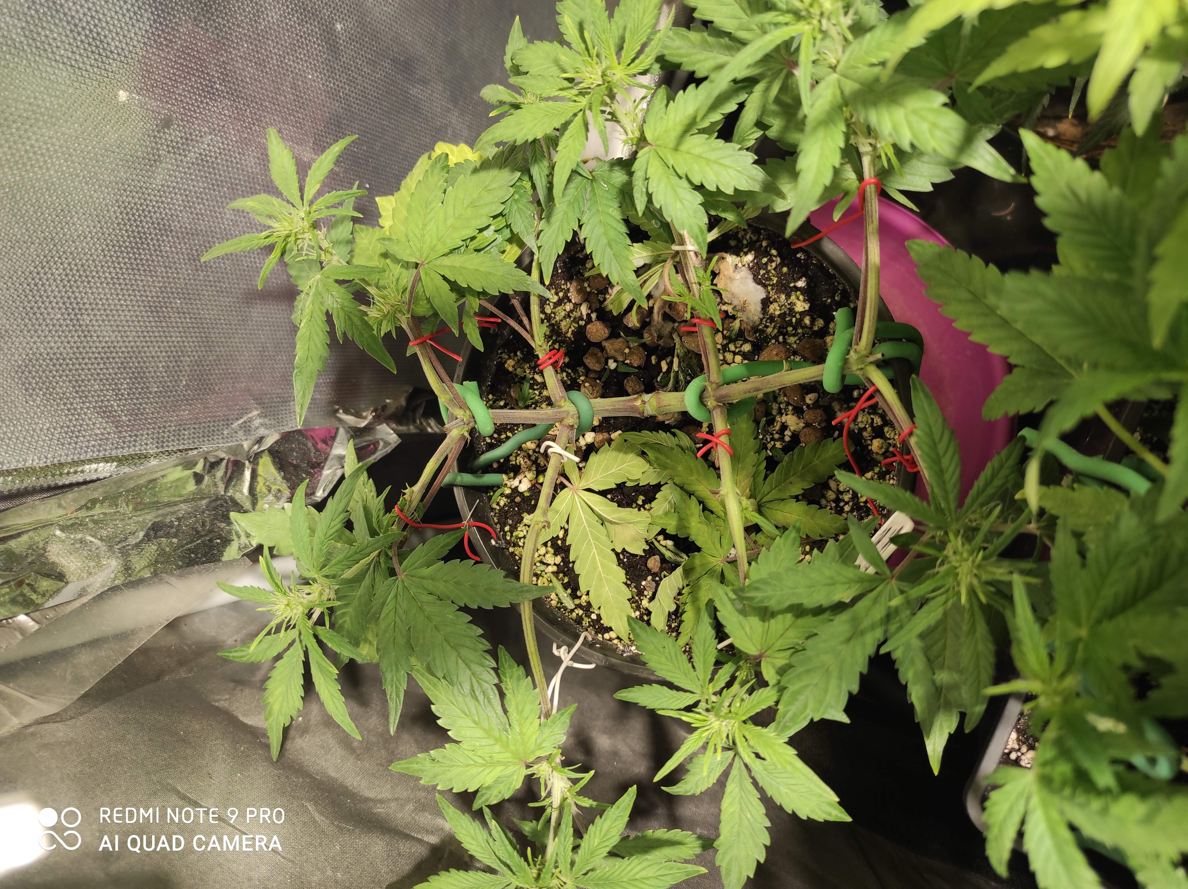 Sweet Seeds Devil Cream Auto®, Sweet Seeds Black Cream Auto® grow diary