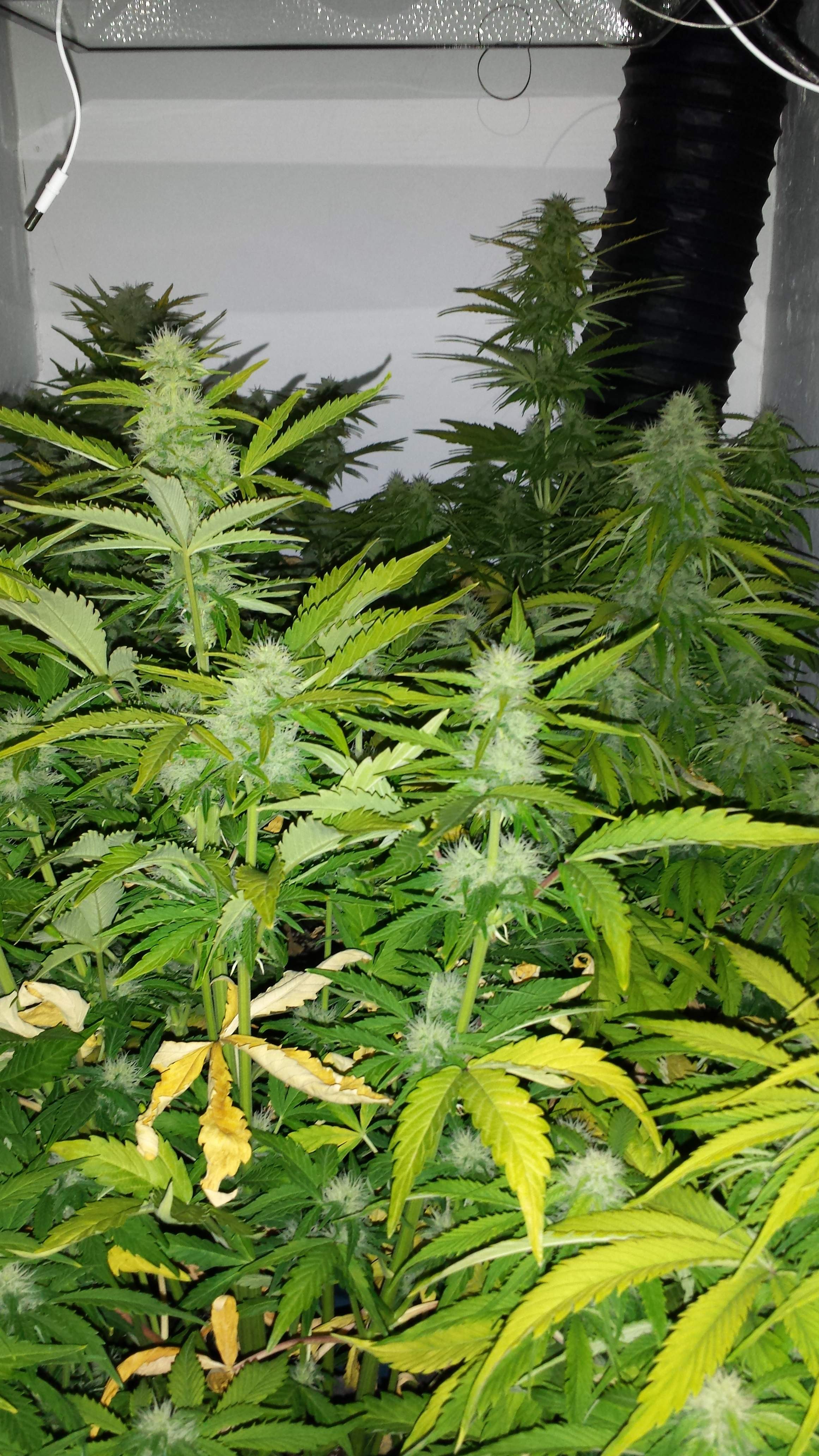 Royal Queen Seeds Northern Light Automatic grow diary (journal) week7