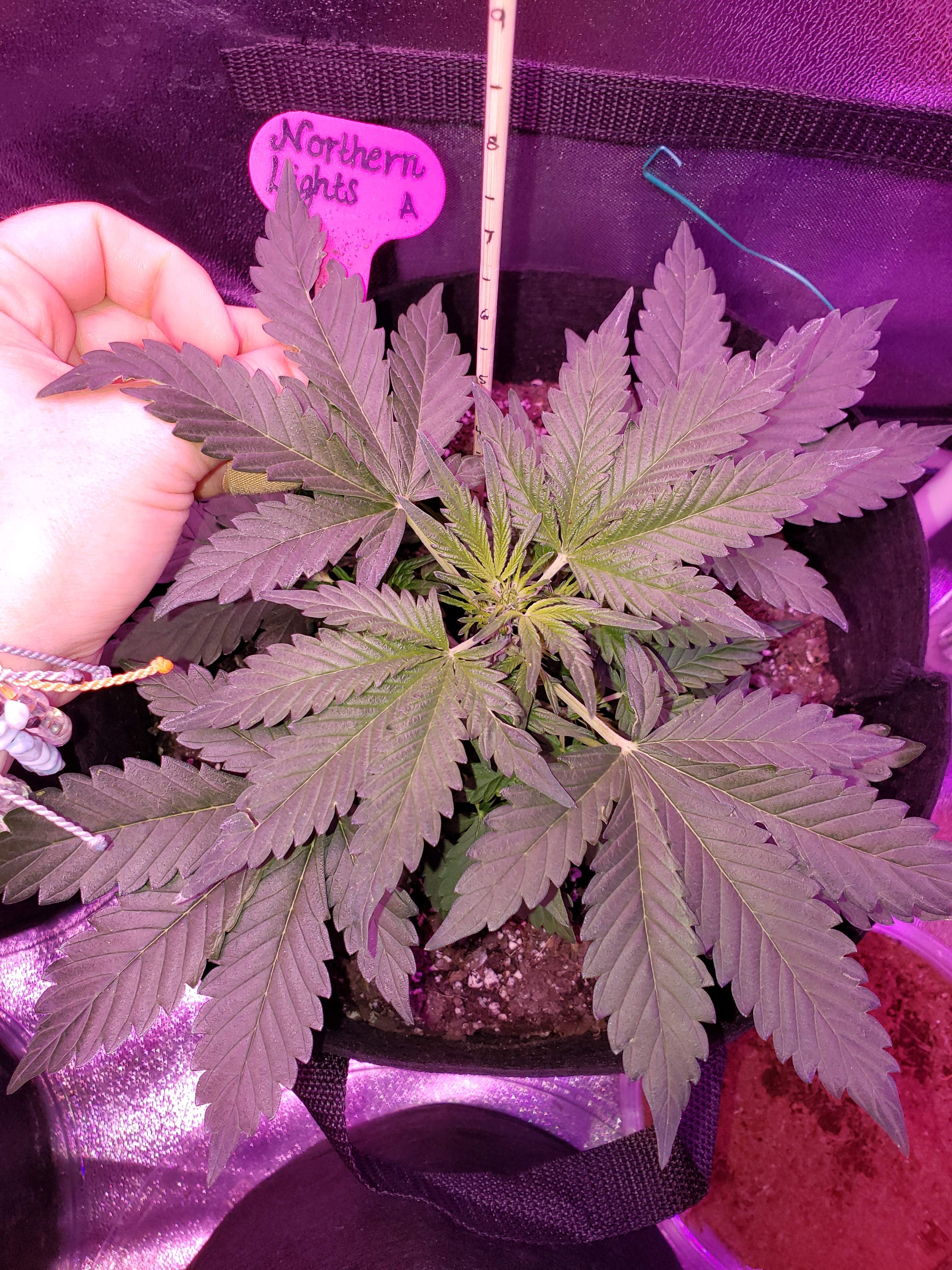 ILGM Northern Lights Autoflower 2 grow diary (journal) week3 by