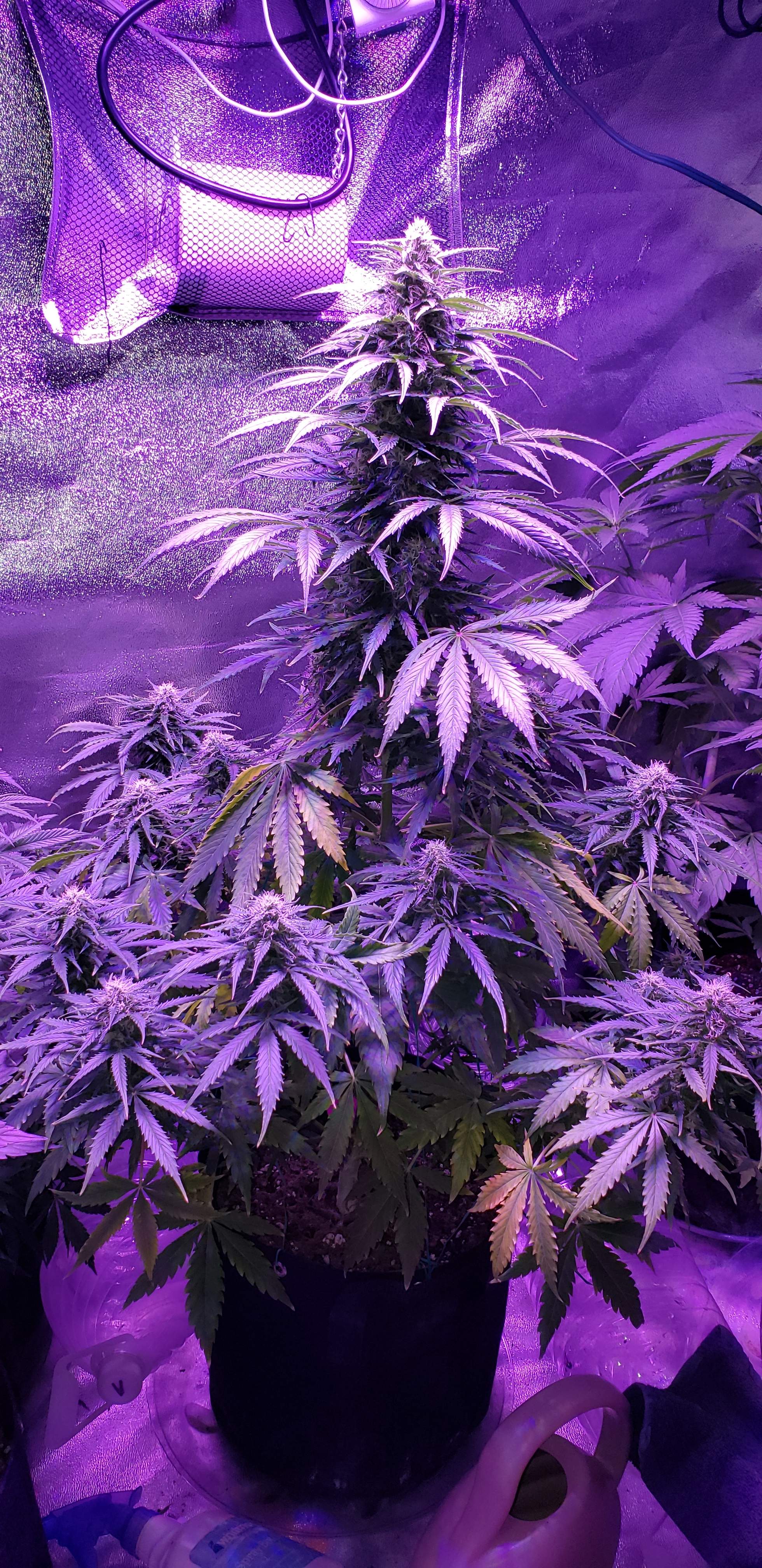 ILGM OG Kush Autoflower grow diary (journal) week10 by Hurricane