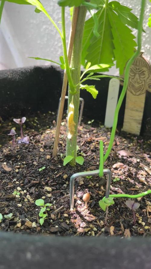 LAMBS BREAD | OUTDOOR | ZAMNESIA