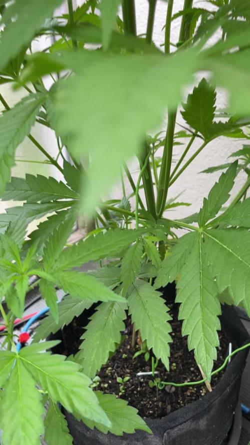 LAMBS BREAD | OUTDOOR | ZAMNESIA