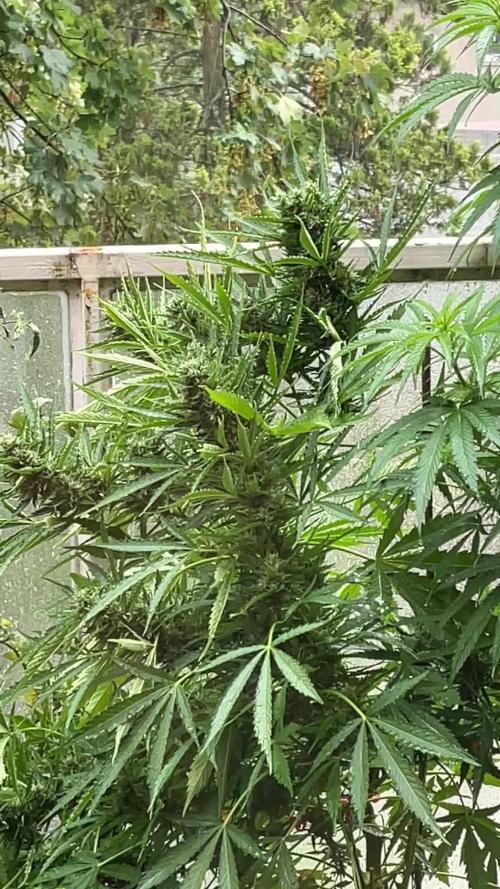 PINEAPPLE EXPRESS AUTO | OUTDOOR | FASTBUDS