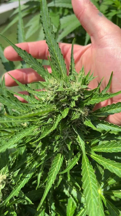 PINEAPPLE EXPRESS AUTO | OUTDOOR | FASTBUDS