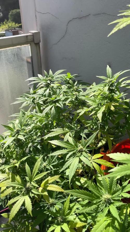 LAMBS BREAD | OUTDOOR | ZAMNESIA