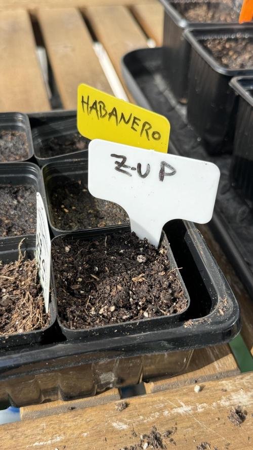 Z-UP AUTO | FAST BUDS | OUTDOOR. Week 0