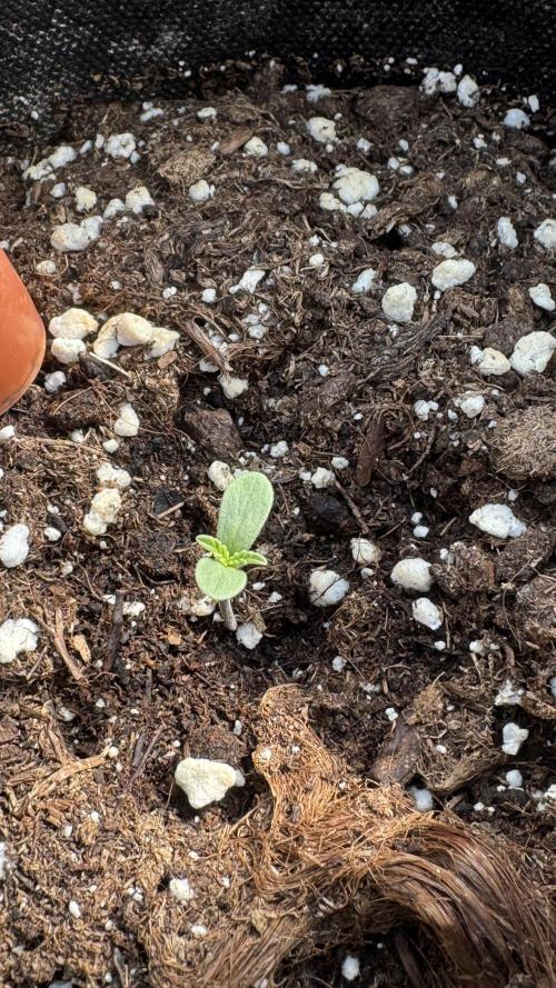 ROYAL DWARF | RQS | AUTO. Week 0