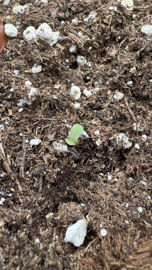 ROYAL DWARF | RQS | AUTO. Week 0