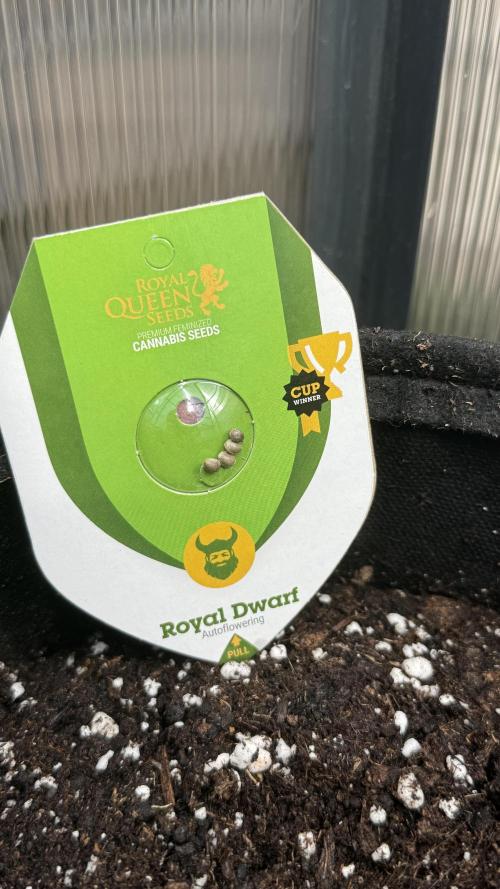 ROYAL DWARF | RQS | AUTO. Week 0