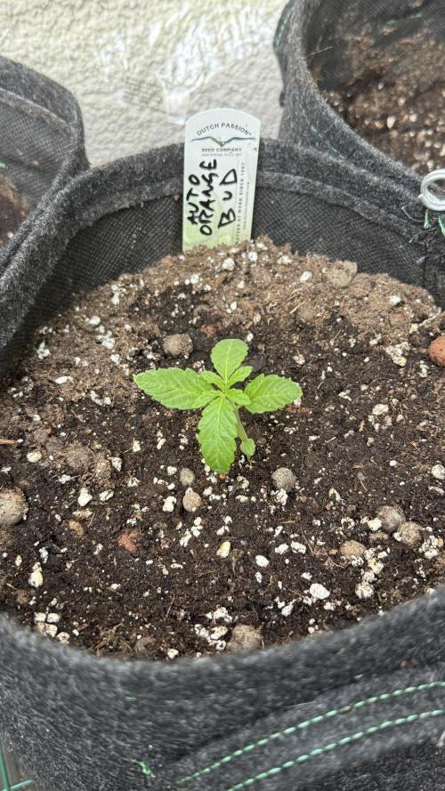 ORANGE BUTT | DUTCH PASSION | AUTO. Week 0