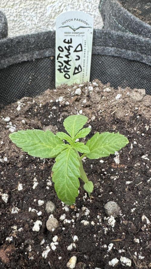 ORANGE BUTT | DUTCH PASSION | AUTO. Week 0