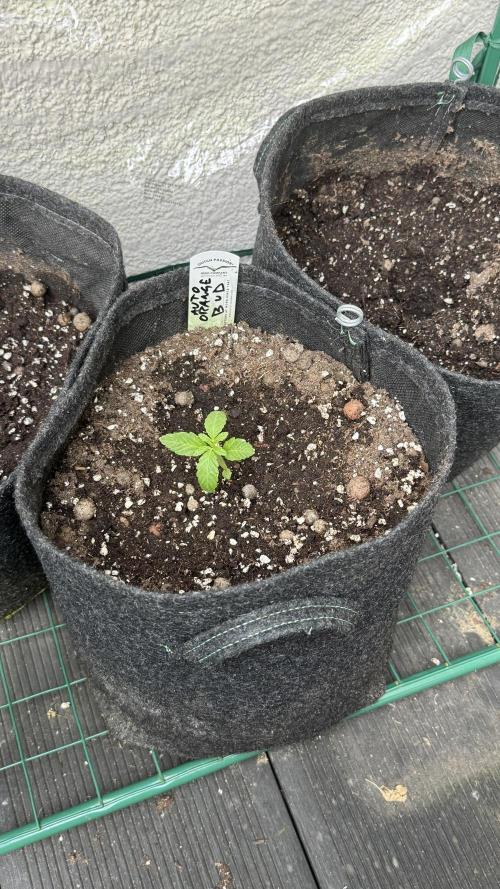ORANGE BUTT | DUTCH PASSION | AUTO. Week 0