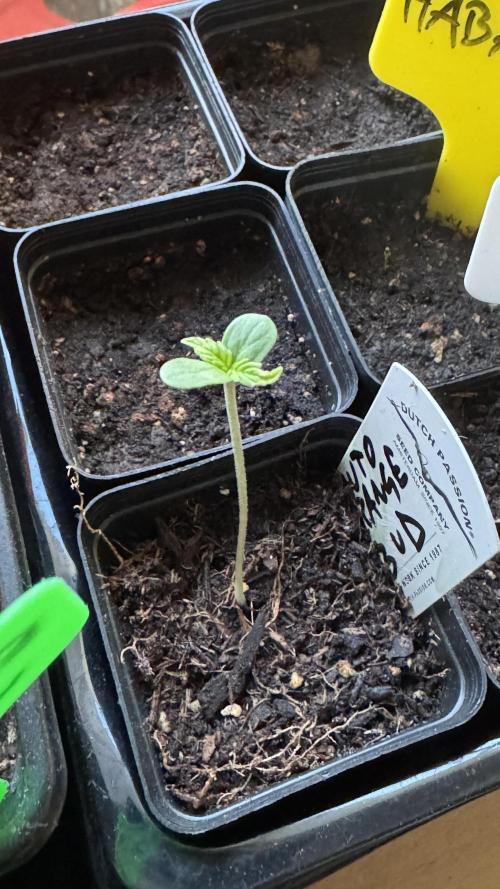 ORANGE BUTT | DUTCH PASSION | AUTO. Week 0