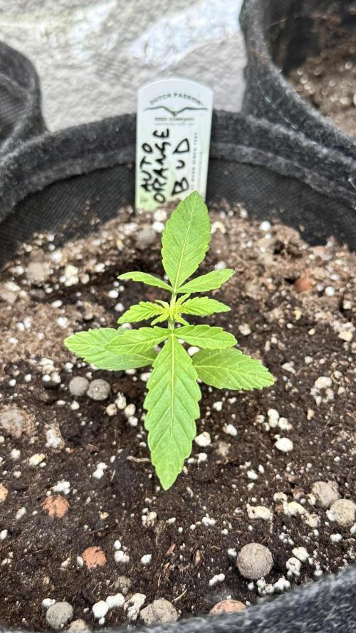 ORANGE BUTT | DUTCH PASSION | AUTO. Week 1