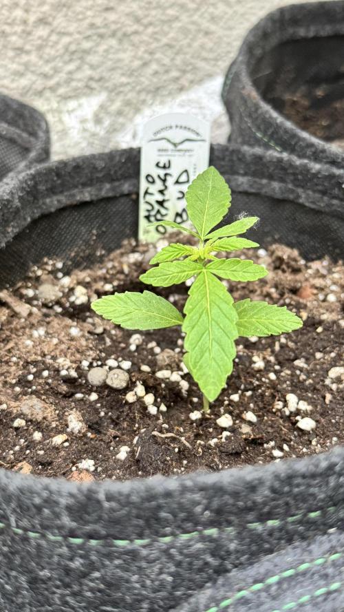 ORANGE BUTT | DUTCH PASSION | AUTO. Week 1