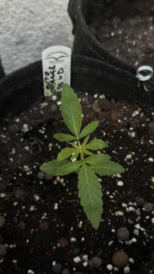 ORANGE BUTT | DUTCH PASSION | AUTO. Week 1