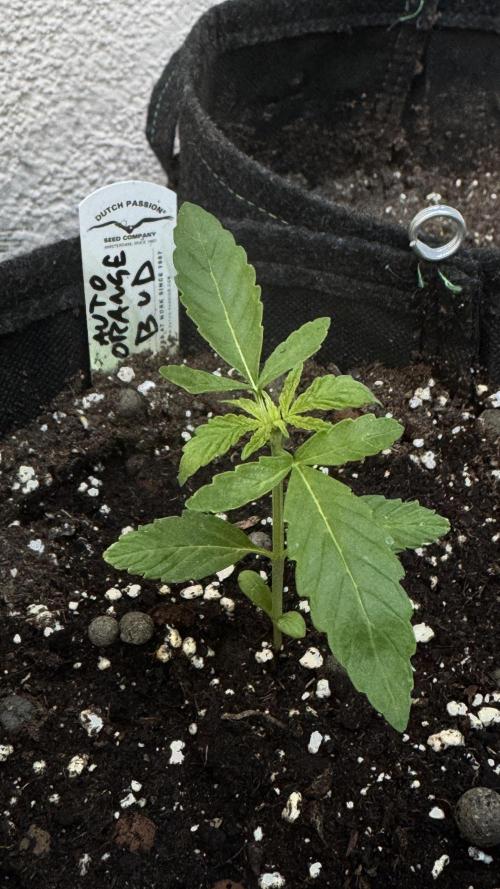 Auto Orange Bud. Week 1