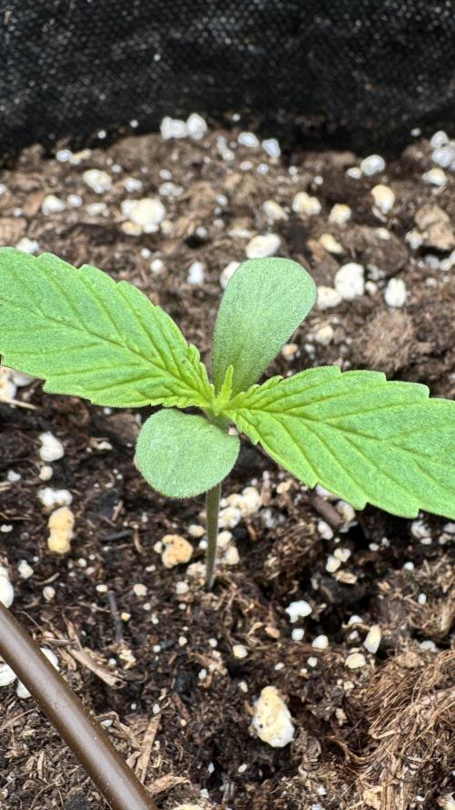 ROYAL DWARF | RQS | AUTO. Week 1
