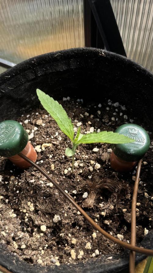 ROYAL DWARF | RQS | AUTO. Week 1
