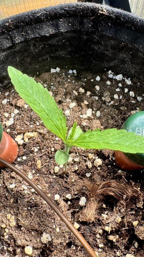 ROYAL DWARF | RQS | AUTO. Week 1
