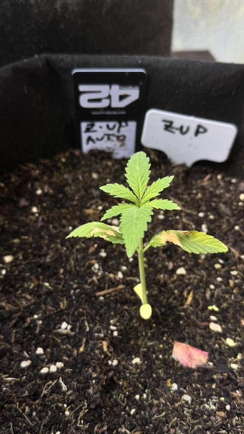 Z-UP AUTO | FAST BUDS | OUTDOOR. Week 1