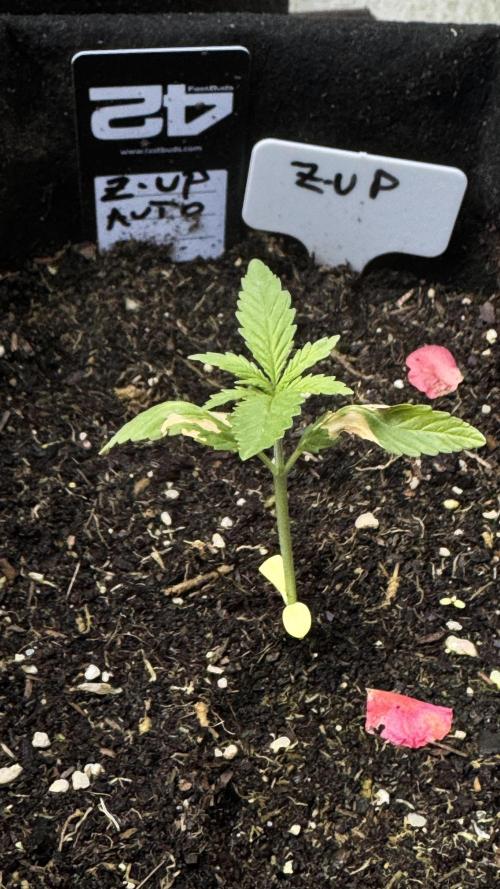 Z-UP AUTO | FAST BUDS | OUTDOOR. Week 1