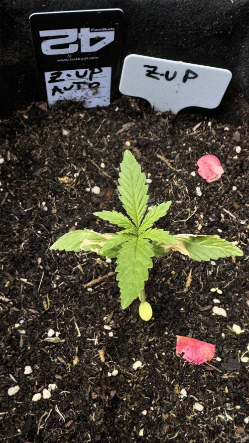 Z-Up Auto. Week 1
