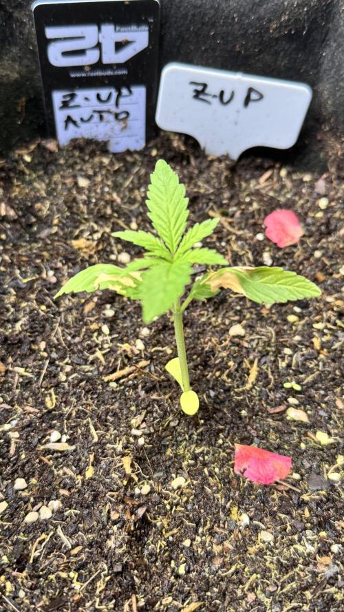 Z-UP AUTO | FAST BUDS | OUTDOOR. Week 1