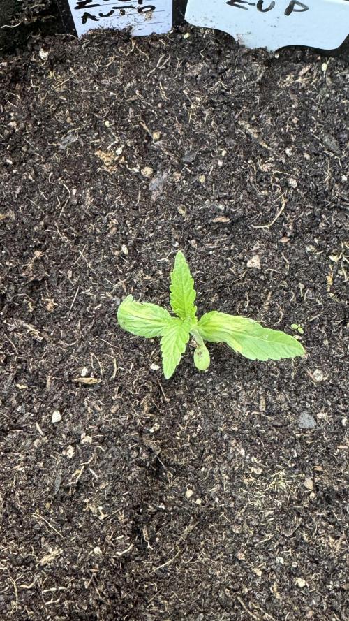 Z-UP AUTO | FAST BUDS | OUTDOOR. Week 1