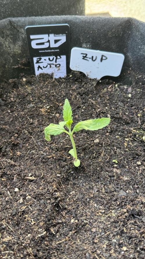 Z-UP AUTO | FAST BUDS | OUTDOOR. Week 1