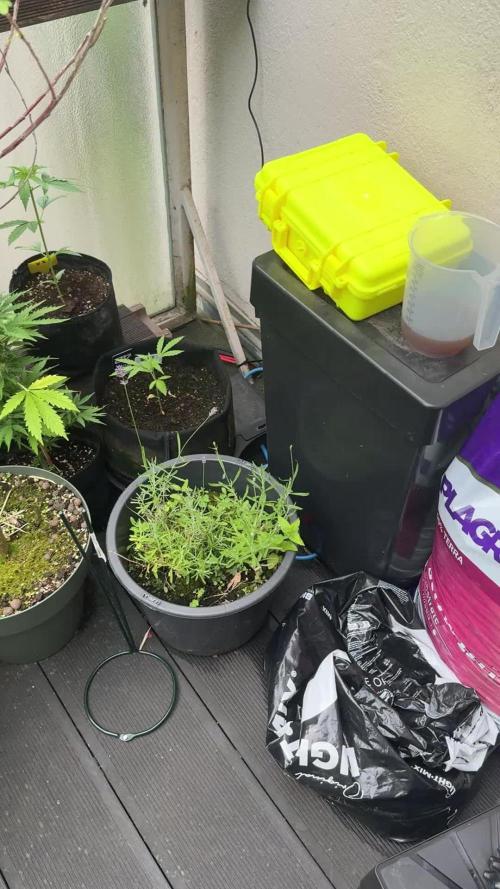 Z-UP AUTO | FAST BUDS | OUTDOOR