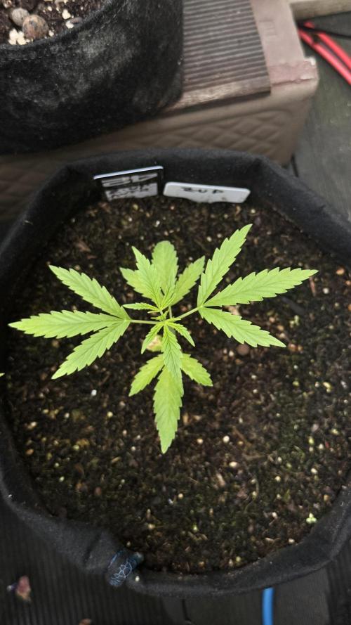 Z-UP AUTO | FAST BUDS | OUTDOOR. Week 2