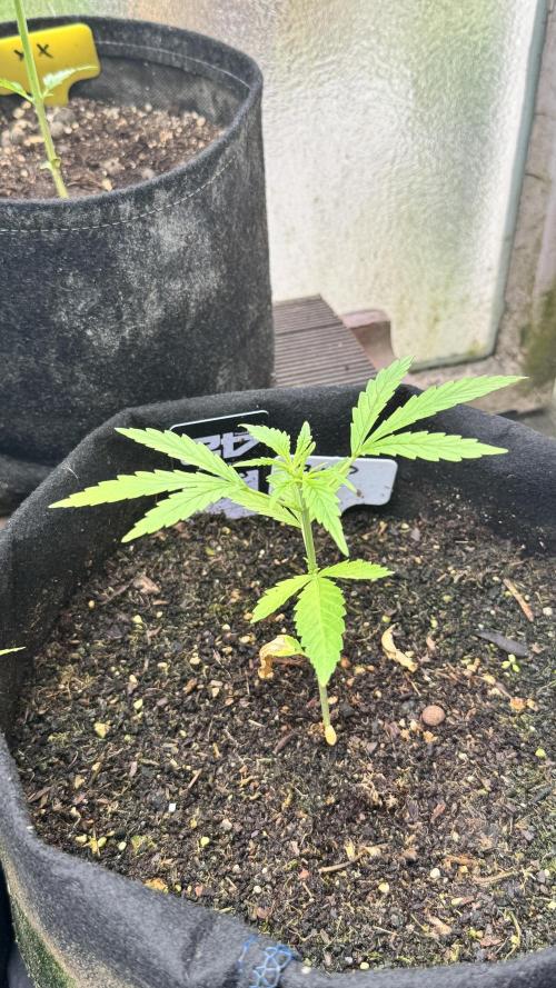 Z-UP AUTO | FAST BUDS | OUTDOOR. Week 2