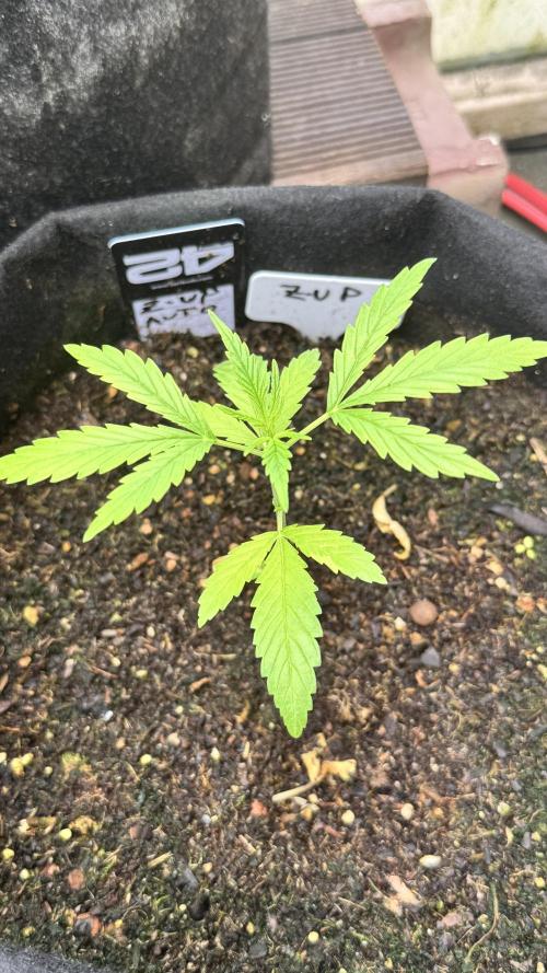 Z-Up Auto. Week 2