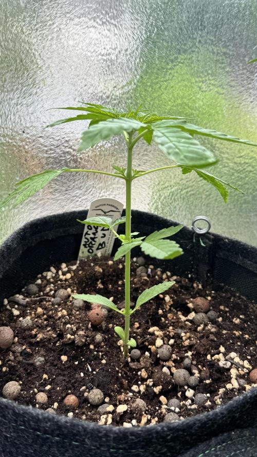 ORANGE BUTT | DUTCH PASSION | AUTO. Week 2
