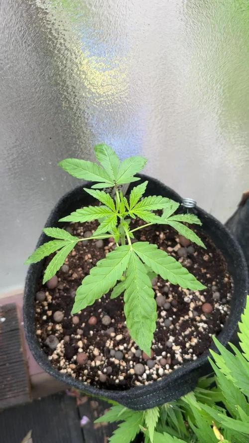 ORANGE BUTT | DUTCH PASSION | AUTO